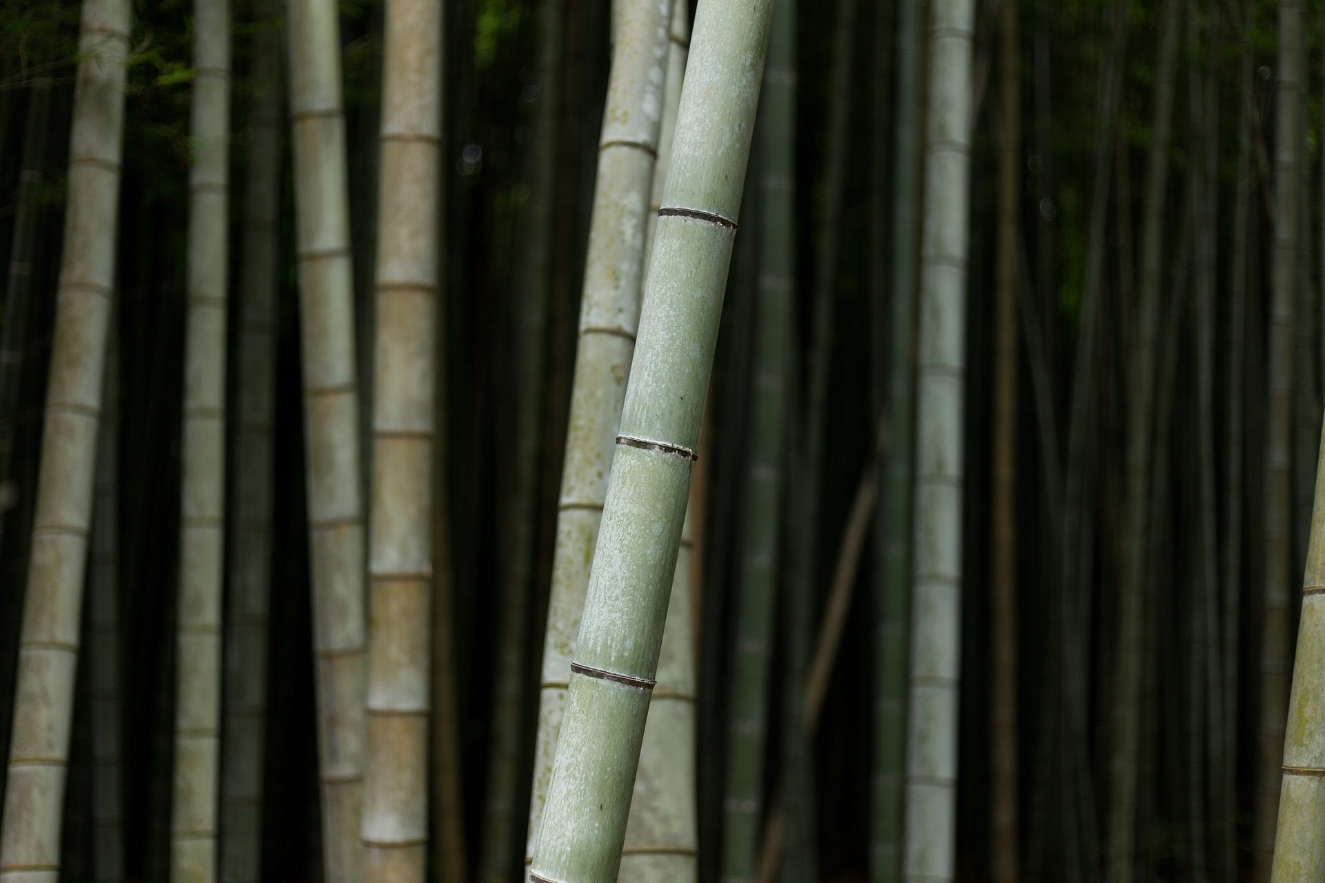 Arashiyama Bamboo Grove
