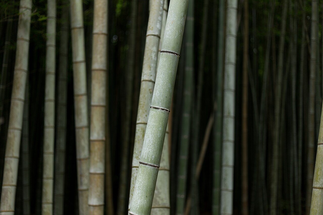 嵐山・嵯峨野 竹林の小径